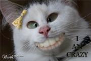 i can has funds.jpg